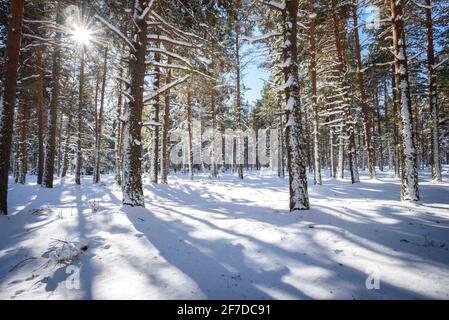 Forêt de la Matte Forest, in Capcir, schneereich im Winter (Les Angles, Pyrénées Orientales, Frankreich) ESP: Bosque del Capcir, en invierno nevado (Pirineos) Stockfoto