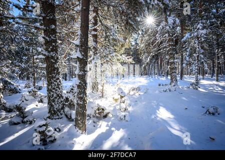 Forêt de la Matte Forest, in Capcir, schneereich im Winter (Les Angles, Pyrénées Orientales, Frankreich) ESP: Bosque del Capcir, en invierno nevado (Pirineos) Stockfoto