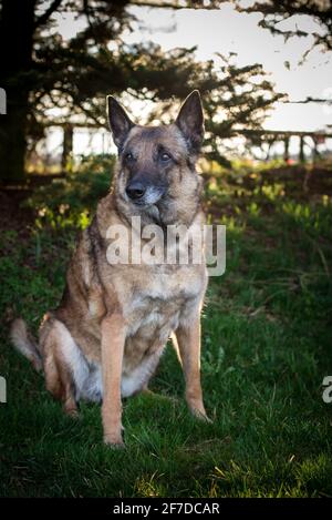 Porträt eines alten belgischen Schäferhundes (Malinois), 16 Jahre alt, sitzend vor einem Nadelwald Stockfoto