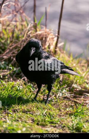 Aufmerksamer Rabe steht auf dem grünen Rasen des Sees Und sucht nach Nahrung Stockfoto