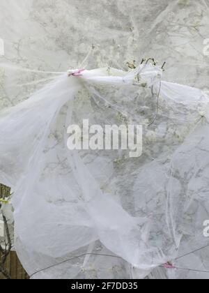 Obstbäume, die zum Schutz der Blüte in Gartenvlies gehüllt sind, können Geistererscheinungen im Garten ähneln; ein englischer Garten, April 2021 Stockfoto