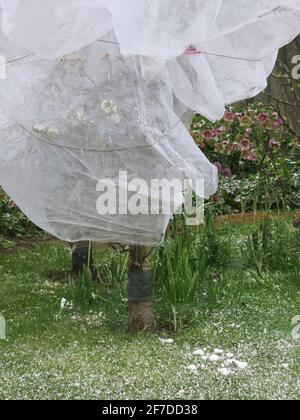 April 2021: Obstbäume werden in einem englischen Garten in Gartenvlies eingewickelt, um die Blüte in einem plötzlichen Kälteeinbruch zu schützen. Stockfoto