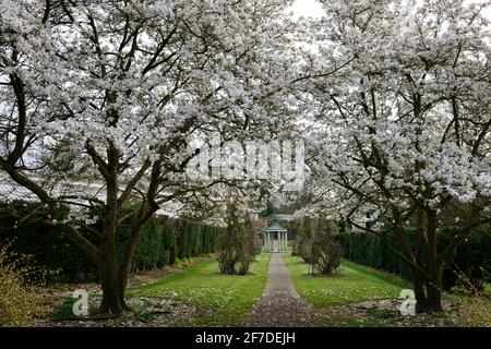 magnolia kobus, Blume, Blumen, Blüte, Magnolien, weiße Blumen, Duft, duftend, Baum, Bäume, Frühling im Garten, Pavillon, Windvane, landgut, ummauert Stockfoto