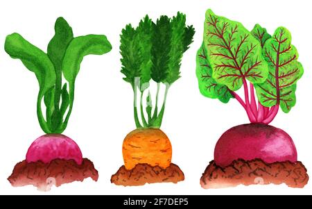 Wurzelgemüse im Gartenbeet. Rettich, Karotten und Rüben mit Bodenschlemm Stockfoto