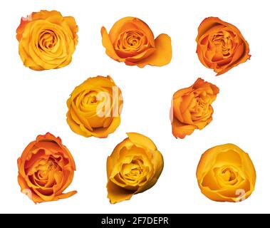 Set von Rose Knospen isoliert auf weißem Hintergrund. Orange Blüten. Hochwertige Fotos Stockfoto