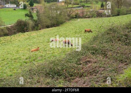 Braune Kühe fressen Gras auf den grünen Feldern in der Nähe von Oviedo, Asturien, Spanien Stockfoto