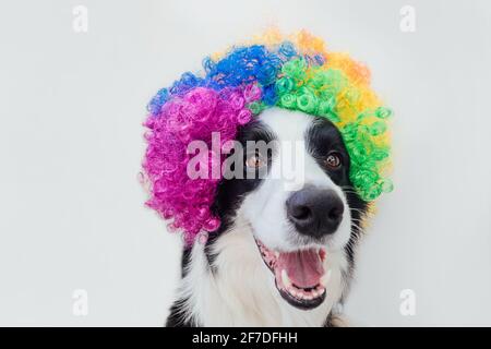 Niedlicher Welpe Hund mit lustigen Gesicht Grenze Collie trägt bunte Locken Clown Perücke isoliert auf weißem Hintergrund. Lustiges Hundeportrait im Clown Kostüm im Auto Stockfoto