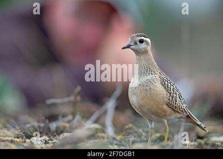 Ein eurasischer Dotterel (Charadrius morinellus), der durch die Heide der Niederlande zieht. Stockfoto