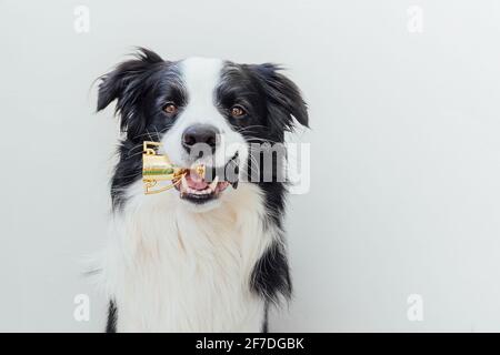 Niedlichen Welpen Hund Grenze Collie hält Miniatur Champion Trophäe Tasse im Mund isoliert auf weißem Hintergrund. Sieger Champion lustigen Hund. Sieg zuerst Stockfoto