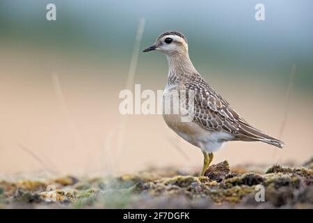 Ein eurasischer Dotterel (Charadrius morinellus), der durch die Heide der Niederlande zieht. Stockfoto