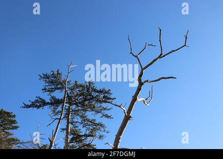 Interessante Formen von Bäumen Stockfoto