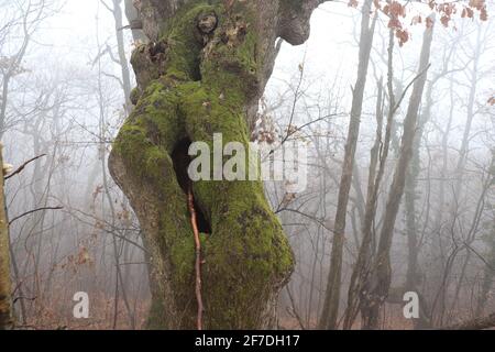 Interessante Formen von Bäumen Stockfoto