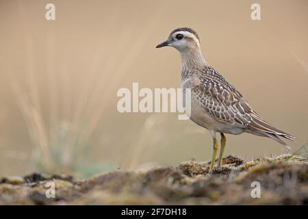 Ein eurasischer Dotterel (Charadrius morinellus), der durch die Heide der Niederlande zieht. Stockfoto