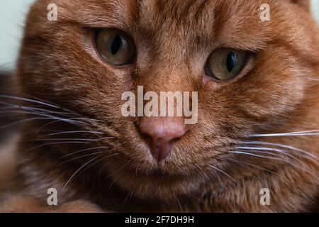 Nahaufnahme einer entzückenden inländischen orange gestromten Katze, Toronto, Kanada. Rosa Nase, grüne Augen, weiße Schnurrhaare, weiches Fell. Stockfoto