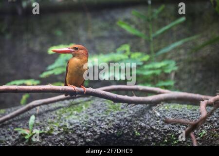 Der Braun-winged Eisvogel (Pelargopsis Amauroptera) ist eine Art von Vogel in der Familie Alcedinidae. Es findet sich in Bangladesch, Indien, Malaysia, Maya Stockfoto