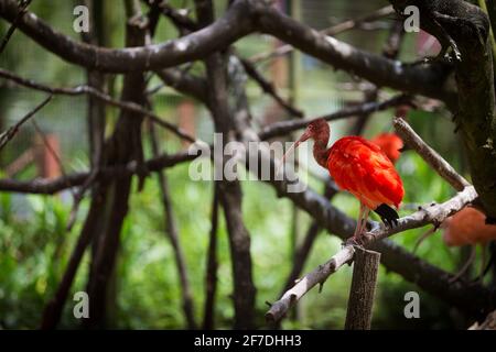 Die scharlachrote Ibis (Eudocimus Ruber), eine Art von Ibis in der Vogelfamilie Threskiornithidae, auf einem Ast. Stockfoto