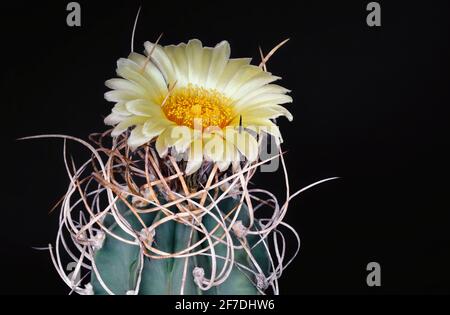 Kaktus astrophytum capricorne nudum mit großer gelber Blüte und lang Gewellte Dornen auf schwarzem Hintergrund Stockfoto