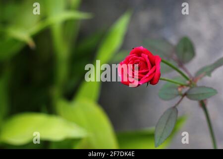 Rote Rosenblätter mit Regentropfen auf Rosenblättern im Hintergrund. Rosen blühen im Freien. Speicherplatz kopieren. Stockfoto