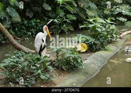 Ein Gelbschnabelstorch (manchmal auch Holzstorch oder Holzibis genannt) an der Seite eines Flusses. Stockfoto