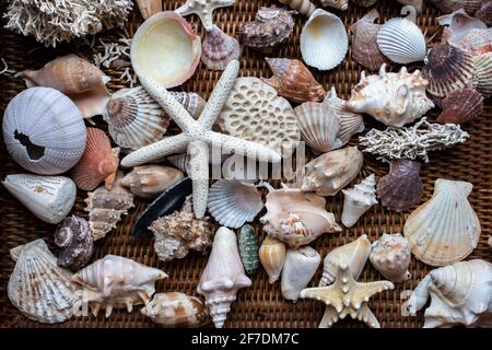 Malerisch flache, farbenfrohe Muscheln, darunter Muscheln, Jakobsmuscheln und Seesterne, auf einem braunen Korbträger. Stockfoto