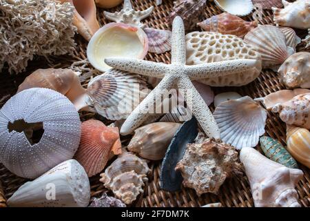 Malerisch flache, farbenfrohe Muscheln, darunter Muscheln, Jakobsmuscheln und Seesterne, auf einem braunen Korbträger. Stockfoto