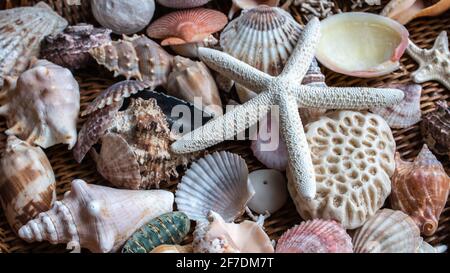 Malerisch flache, farbenfrohe Muscheln, darunter Muscheln, Jakobsmuscheln und Seesterne, auf einem braunen Korbträger. Stockfoto