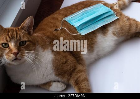 Die inländische tabby Katze mit einer OP-Maske auf dem Rücken, die auf einem weißen Brett lag und mein Fotoshooting durcheinander gebracht hat. Stockfoto