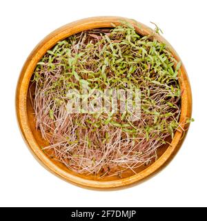 Amaranth-Sprossen in Holzschüssel. Bereit Amaranthus Microgreens zu essen. Grüne Triebe, Sämlinge, junge Pflanzen und Blätter, als Beilage oder Zutat verwendet. Stockfoto