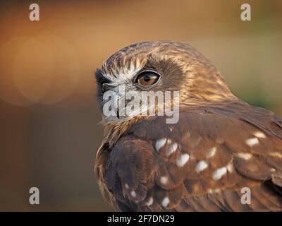 Nahaufnahme des Kopf- und Schulterportraits der hinterleuchteten, gefangenen Southern Bookbook Owl (Ninox novaeseelandiae) im Falkneriezentrum - Yorkshire, England, Großbritannien Stockfoto