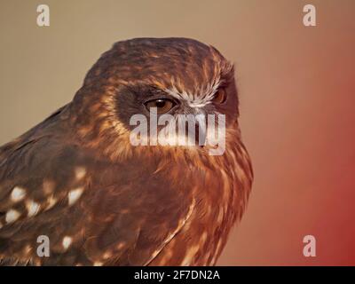 Nahaufnahme des Kopf- und Schulterportraits der hinterleuchteten, gefangenen Southern Bookbook Owl (Ninox novaeseelandiae) im Falkneriezentrum - Yorkshire, England, Großbritannien Stockfoto