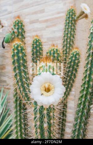 Blume des Xique Xique Kaktus (Pilosocereus gounellei) - Piaui-Staat, Nordostbrasilien Stockfoto