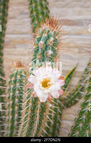 Blume des Xique Xique Kaktus (Pilosocereus gounellei) - Piaui-Staat, Nordostbrasilien Stockfoto