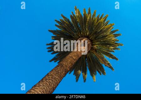 Palme Stockfoto