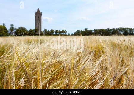 Weizenfeld vor einem mittelalterlichen Kirchturm unter einem blauen Himmel mit Wolken. Goldener Weizen mit reifenden Ohren vor der Ernte. Stockfoto