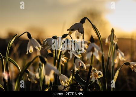 Leucojum vernum genannt Frühling Schneeflocke.erste Frühling weiße Blume mit grünen und gelben Markierungen.schöne blühende Blumen bei Sonnenuntergang verschwommener Hintergrund. Stockfoto