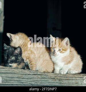 Katzen in einer Stadt in der gemeinde aller in Asturien, Spanien. Auf dem Foto befinden sich drei Katzen, zwei orange-weiße Katzen und eine schwarze Katze. Die Katzen Stockfoto