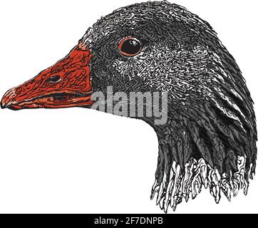Vektorgrafik Gänsekopf auf weißem Hintergrund Stock Vektor