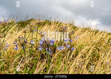 Agapanthus blüht an der Küste Neuseelands, Nordinsel Stockfoto