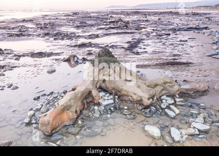 Borth,Unterwasserwald,Baumstümpfe,,bei,Sonnenuntergang,Sonnenuntergang,Borth Beach,Borth,Küste,Dorf,Urlaub,Resort,Norden,von,Aberystwyth,auf,Cardigan,Bucht,Küste,Küste,Küste,Ceredigion,Wales,Walisisch,Großbritannien,Großbritannien,Großbritannien,Großbritannien,Europa,EIN prähistorischer Wald, der vor mehr als 4,500 Jahren unter Wasser und Sand begraben wurde, kann bei Ebbe gesehen werden. Die versteinerten Bäume liegen zwischen Ynysias und Borth in Ceredigion County, Mid, West Wales. Stockfoto