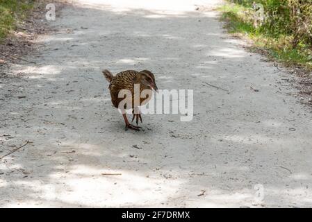 Ein neugieriger Weka-Vogel, der im berühmten Abel Tasman National Park, Neuseeland, wandert Stockfoto