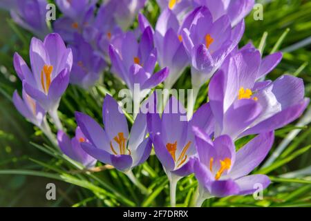Frühlingshintergrund mit blühenden violetten Krokussen Blüten im frühen Frühjahr. Crocus Iridaceae (Familie Der Iris) Stockfoto