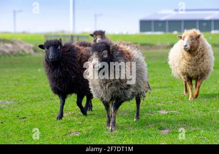 Herde von ouessant Schafen auf der Wiese bei einem Hobbybauer. Braune, graue und weiße Schafe in grünem Gras Stockfoto