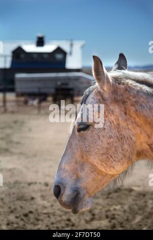 Pferde entspannen sich auf einer Ranch im ländlichen Galisteo, New Mexico. Stockfoto