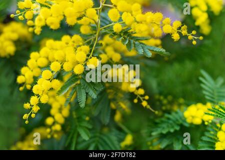 Mimosa Baum mit Trauben von flauschigen zarten Blüten davon. Hintergrund des gelben Mimosenbaums. Konzept der Feiertage und Mimosen Blume Dekoration Stockfoto