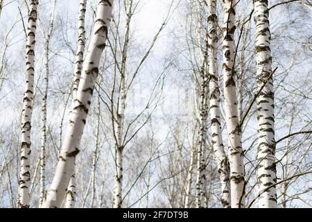 Birkenwald bei Tageslicht im Frühjahr am blauen Himmel Hintergrund Stockfoto