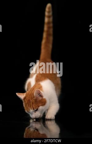 Fressende Katze auf schwarzem Hintergrund Stockfoto