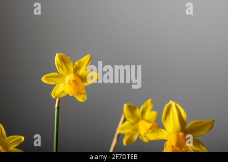 Gelbe Narzisse blühen in Blüte isoliert auf einem festen Grau Hintergrund Stockfoto