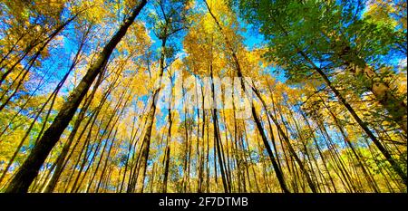 Herbstlaub tief in einem New England Wald Stockfoto