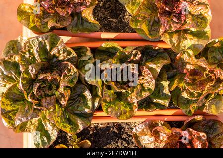 Luftaufnahme von einigen violetten Salaten in Kunststofftöpfen im Stadtgarten auf der Terrasse des Hauses. Gesundes Lebensmittelkonzept Stockfoto