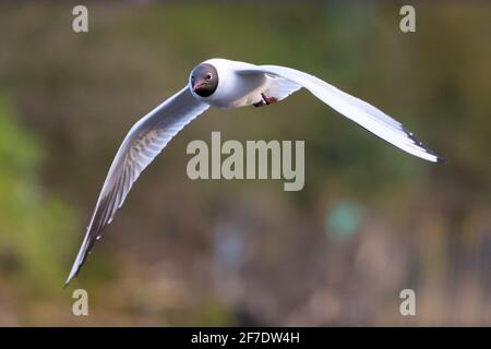 Schwarzkopfmöwe (Chroicocephalus ridibundus) im Flug, England, Großbritannien Stockfoto